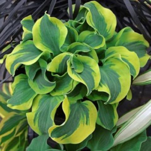 Hosta School Mouse, small curly leaves with yellow edges