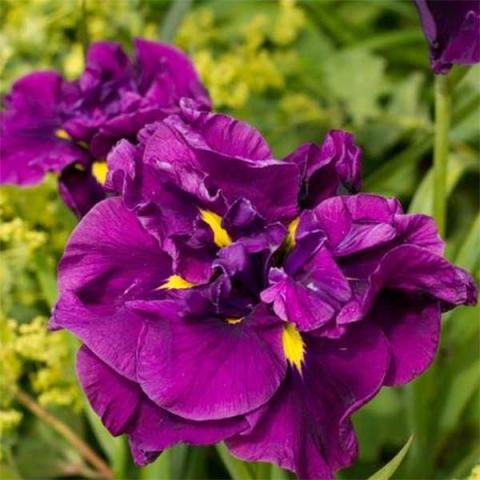 Iris ensata Eileen's Dream, flat amethyst iris with small yellow markings