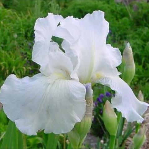 Iris 'Immortality', white bearded iris bloom