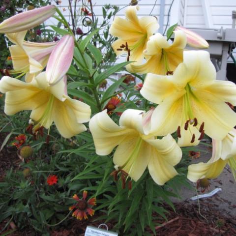 Lilium Northern Delight, large yellow lily with pink backs