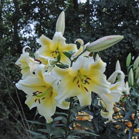 Lilium 'Conca d'Or', white petals with yellow centers