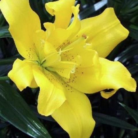 Lilium Sundew, double flower in bright yellow