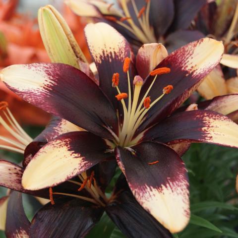 Lilium Tiny Epic, very dark red center with spattered transition to cream tips