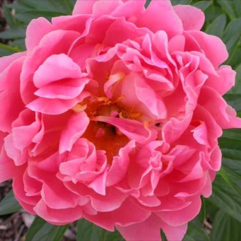 Paeonia 'Pink Hawaiin Coral', very double pink-coral