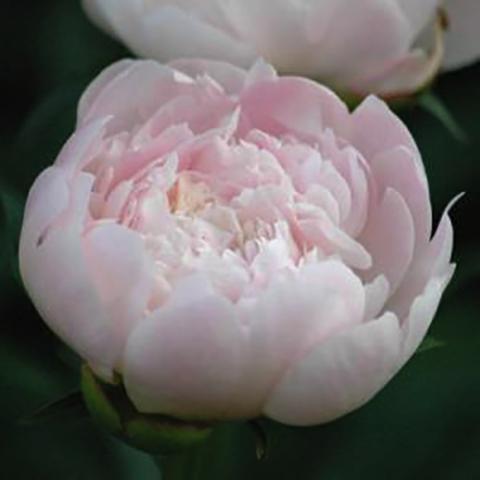 Paeonia Marie Crousse, very light pink cupped double flower