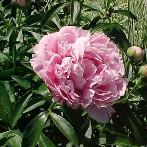 Paeonia 'Sarah Bernhardt', light pink extra double peony