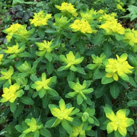 Euphorbia polychroma, bright yellow-green brachts against green leaves