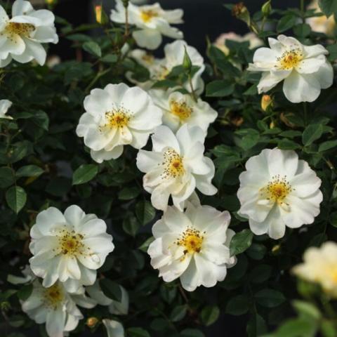 Rosa Oscar Peterson, white with yellow centers