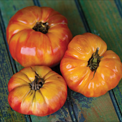 Big rainbow tomato, yellow and red fruits