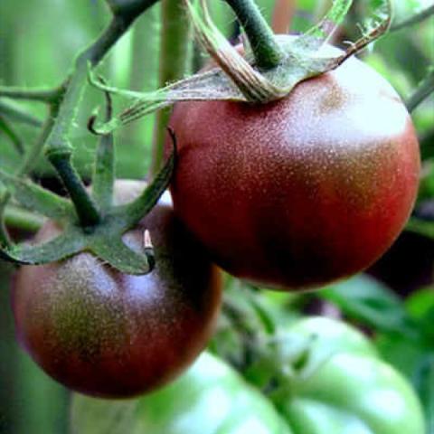 Black cherry tomato--dark red to almost black