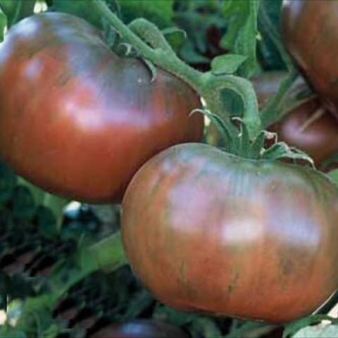 Tomato Cherokee Purple, red to brown fruits