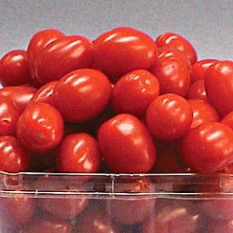 Jelly Bean tomatoes, small reds