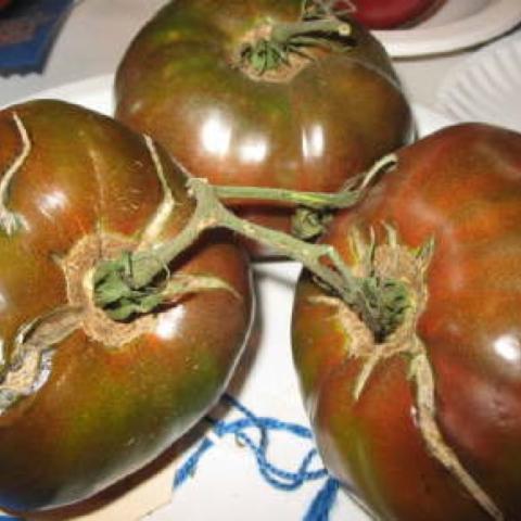 Paul Robeson tomato, very dark red to brown, large fruits
