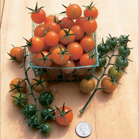 Sungold cherry tomaotes, about dime sized, ornage