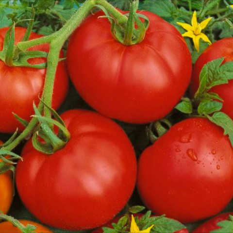 Bonny Best tomato, bright red fround fruits