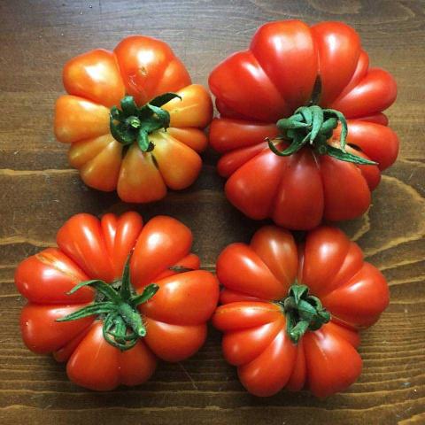 Costoluto Genovese tomato, huge strong red, rippled