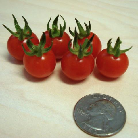 Matt's Wild Cherry tomatoes, showing they're smaller than a quarter