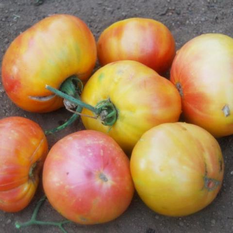 Tomato Oaxacan Jewel, yellow and blush tomatoes