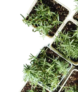 plants