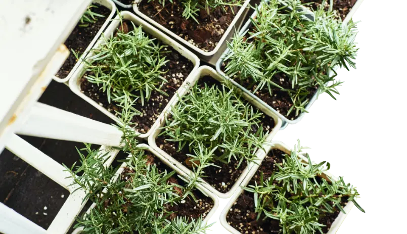 plants