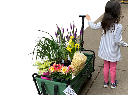 Little child pulling a wagon full of colorful plants