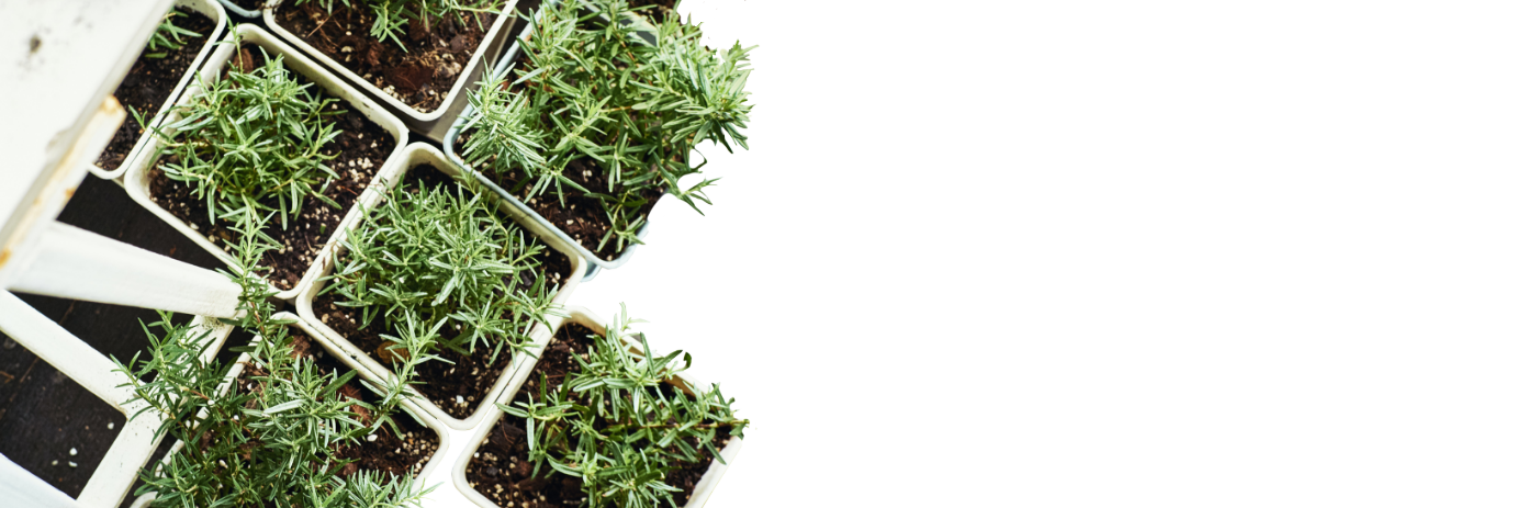 Square pots of rosemary herbs