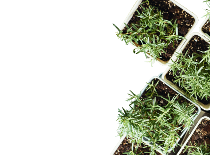 Square pots of rosemary herbs