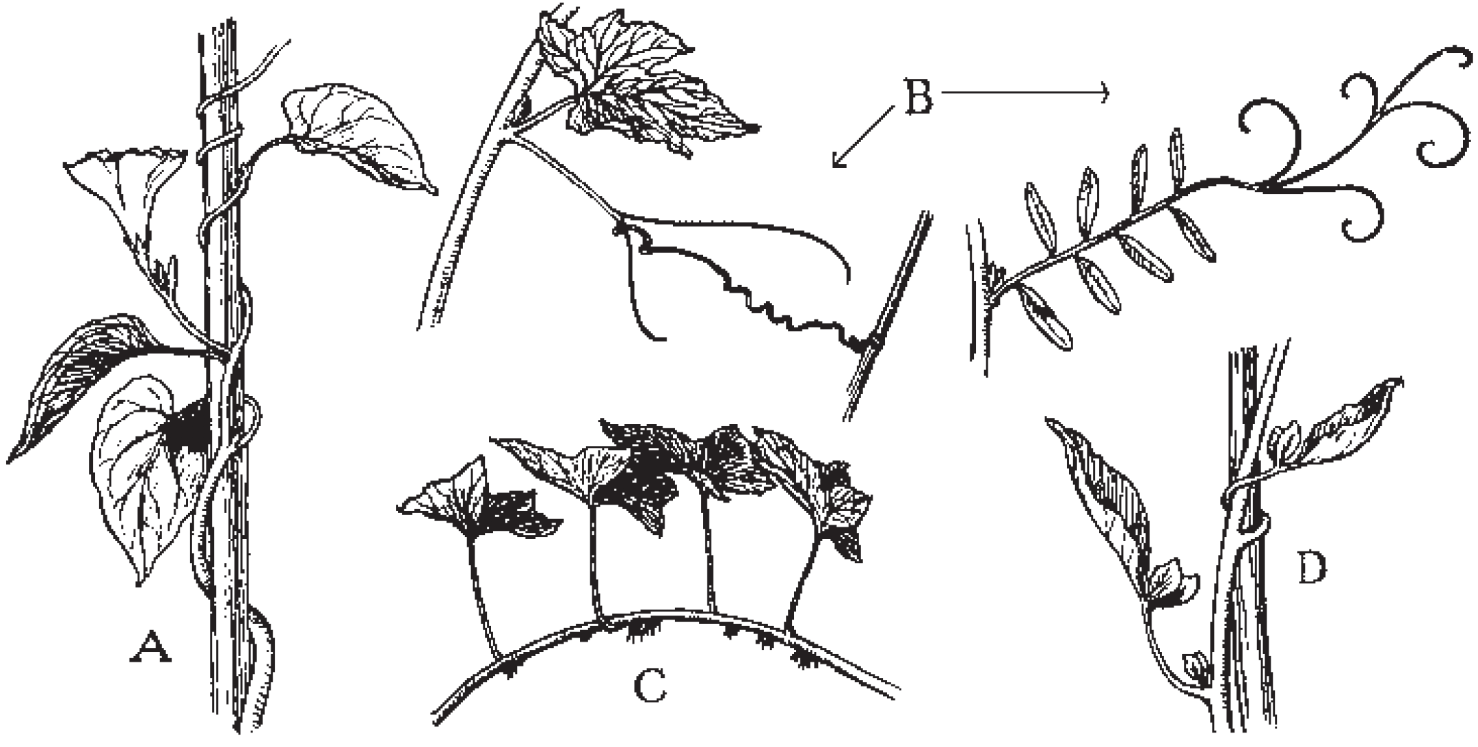 Illustration of how plants climb, keyed to the caption