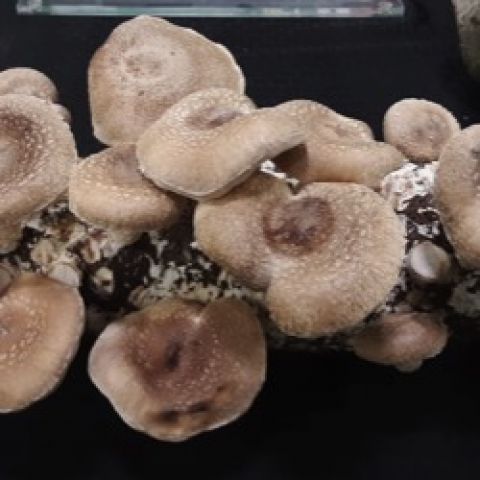 Shiitake mushrooms growing on a log