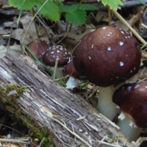 Wine cap mushrooms, dark red-capped mushrooms growing in wood chips