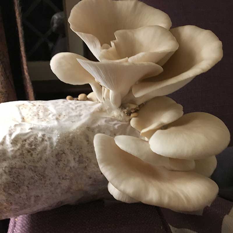White oyster mushrooms, white fungi growing from a plastic bag kit