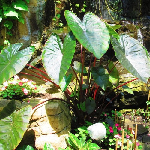 Elephant Ears Hawaiian Punch