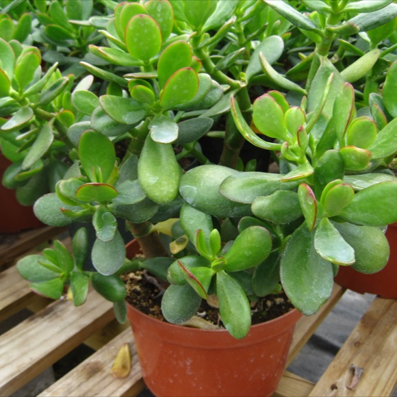 Jade Tree Classic Friends School Plant Sale