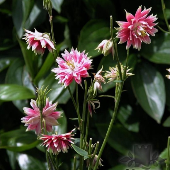 Columbine Nora Barlow