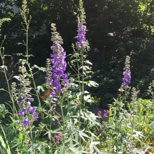 Larkspur Tall D Exaltatum Friends School Plant Friends School Plant Photo By Pat T