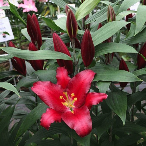 Lily, Oriental - Bombastic | Friends School Plant Sale