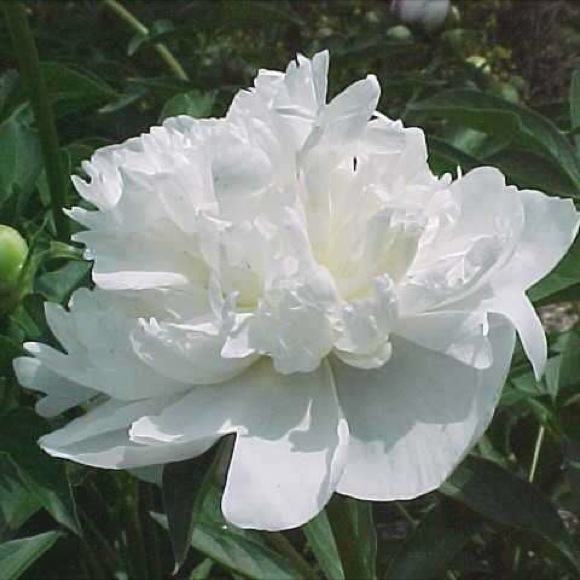 Peony Duchesse De Nemours Friends School Plant Sale Peony Duchesse De Nemours Friends School Plant Sale