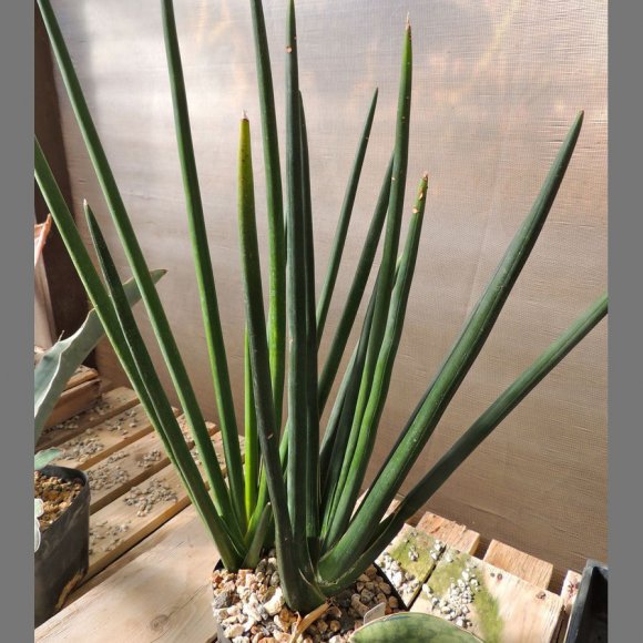 Snake Plant Pencil Friends School Photo Courtesy Of Palmbob On Dave S Garden
