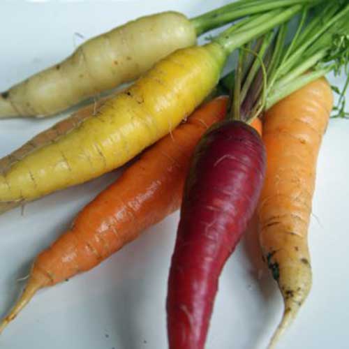 Carrots Rainbow Blend Friends School Plant Sale