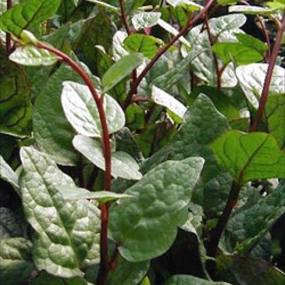Malabar Spinach Red Friends School Plant Sale