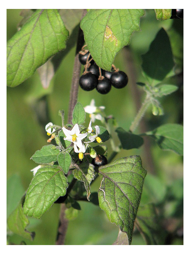 Photo of Garden Huckleberry or Black Nightshade (solanum nigrum) flowers and berries. The flowers are white with yellow centers, and the berries are bunched and black.