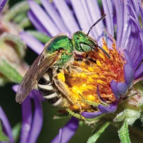 Green sweat bee on a lavender aster with yellow center