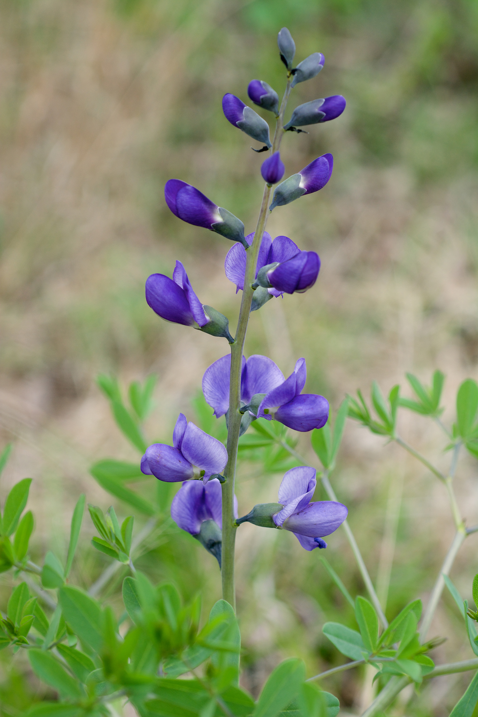 Purple wild indigo flowers