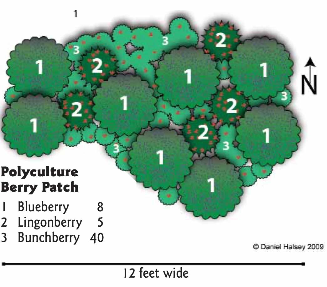 Berry Patch Polyculture, showing various berry plants interplanted