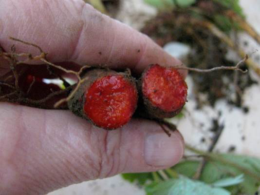 Red shiny insides of bloodroot