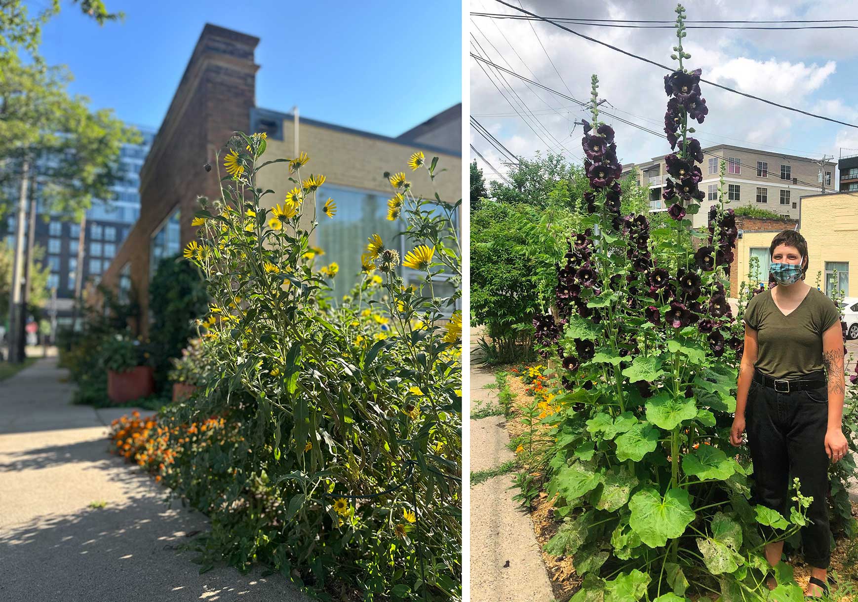 Helianthus and dark purple hollyhocks in the dye garden at the Minnesota Textile Center