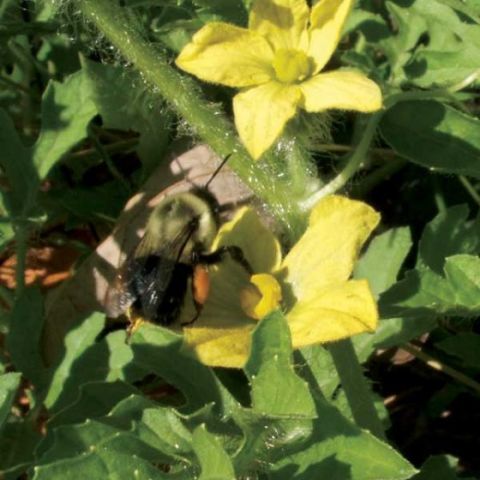 Bumblebee on a yellow watermelon flower