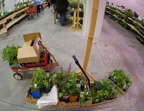 Two "little red wagons" full of plants, left unattended