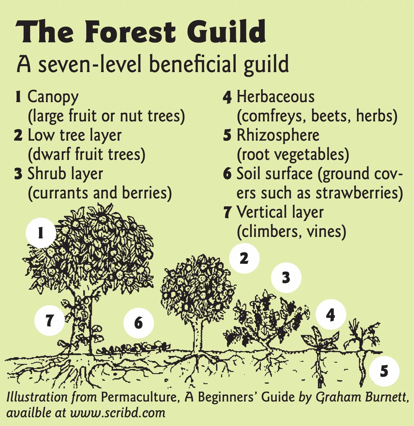 Forest Guild illustration showing how the heights of the plant layers described in the text relate to each other