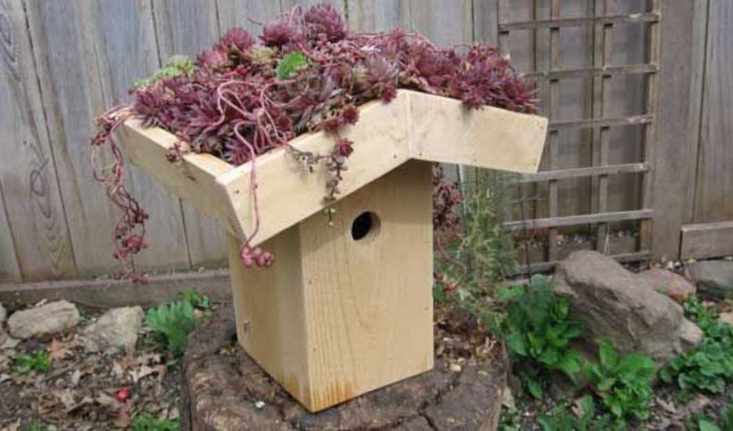 Prairie-style green-roof birdhouse with reddish Sedum on the roof